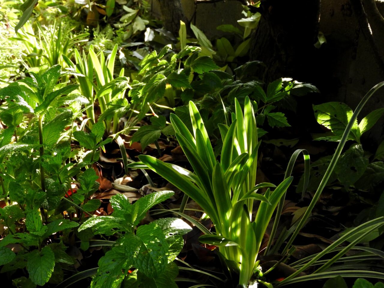 垣根下のヤブランがグリーンのイルミネーション