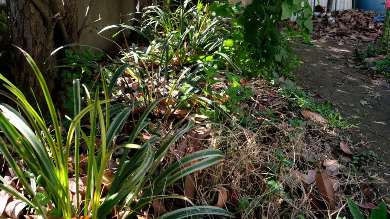 ヤブラン20190313