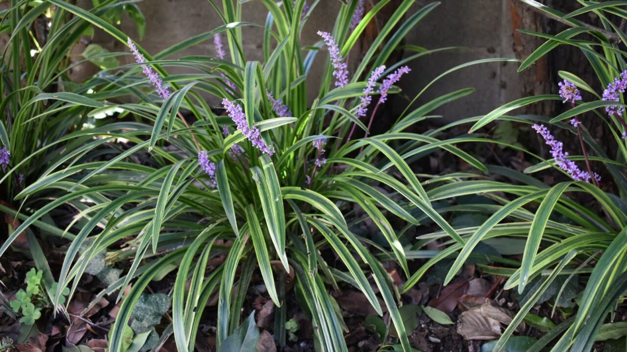 ヤブラン開花20190915