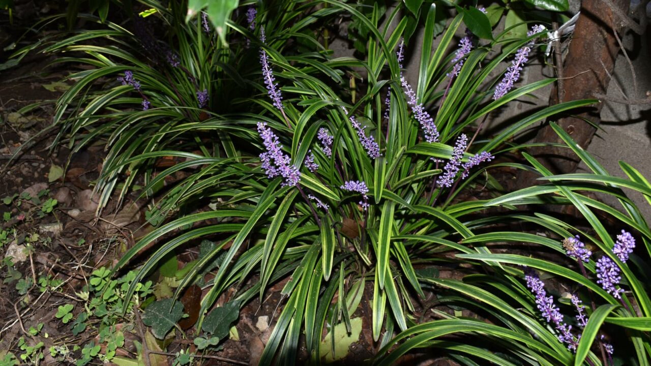 ヤブラン20190920満開期1