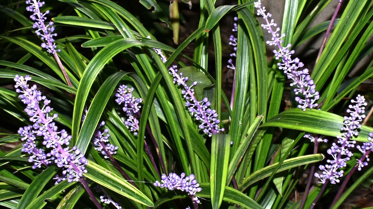 ヤブラン20190920槍のような花穂の群（キャッチ画像）