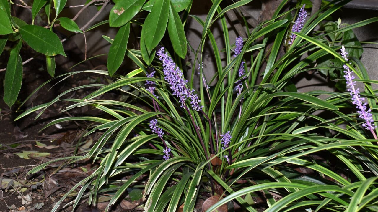 ヤブラン20190920満開期2