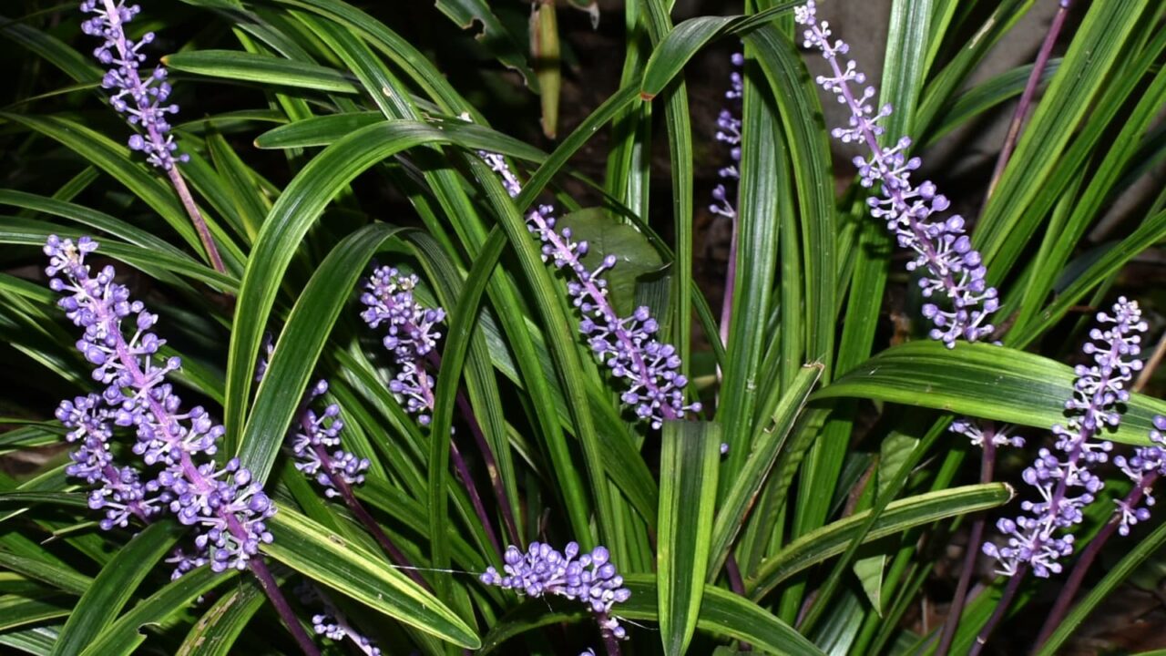 ヤブラン20190920槍のような花穂の群