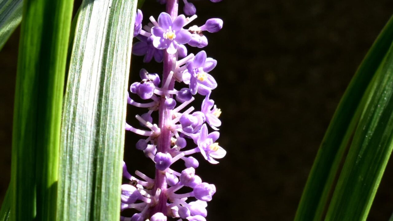 ヤブランの花に蟻201909