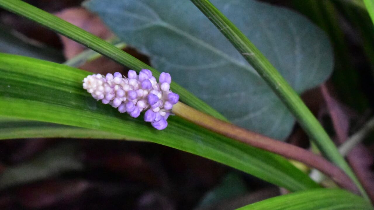 ヤブラン201909-サマームスカリと呼ばれる花穂