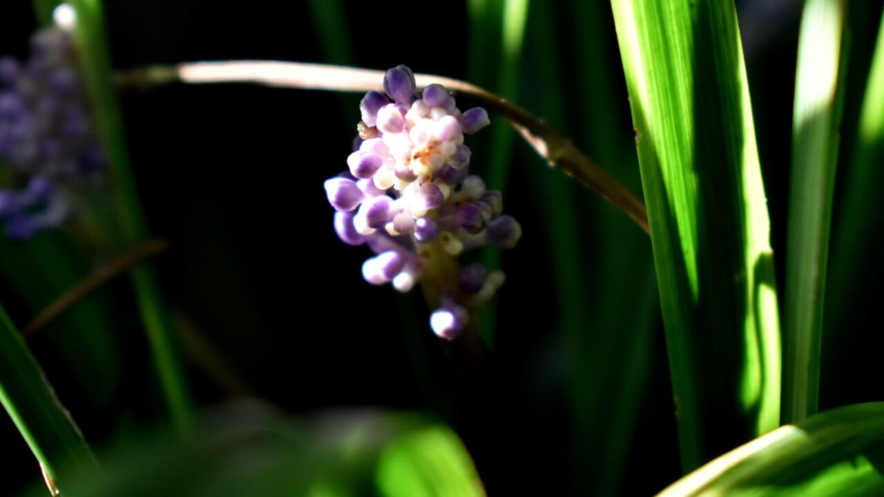 ヤブラン201909-花の拡大2