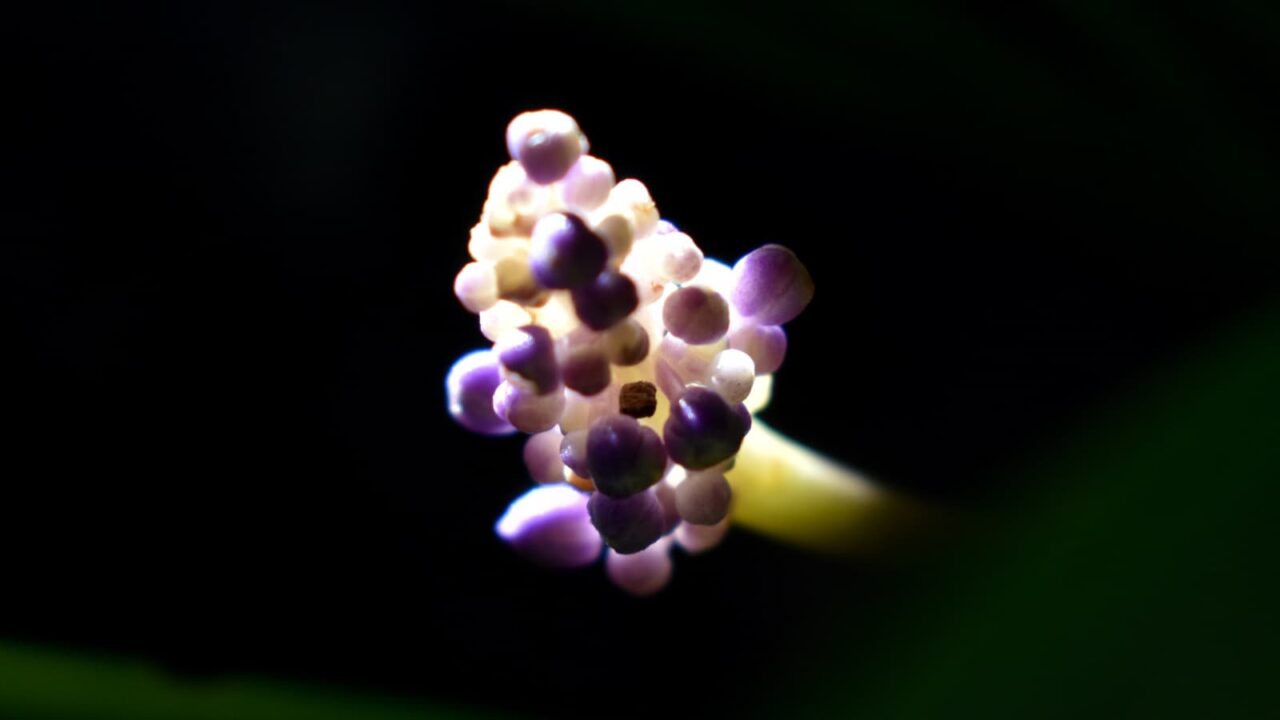 ヤブラン201909-花の拡大3