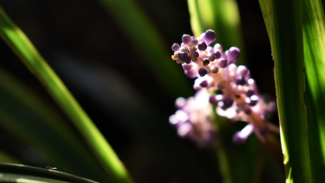 ヤブラン201909-花の拡大4