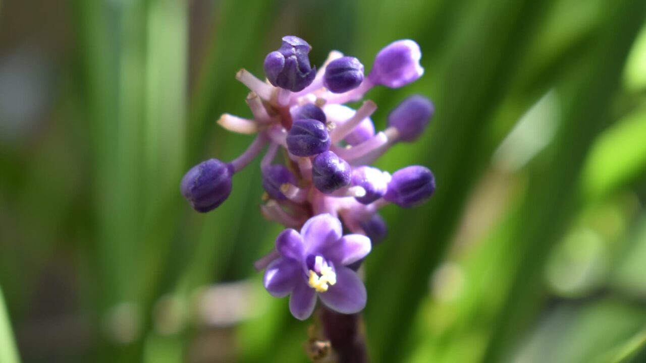 ヤブラン201909-花の拡大5