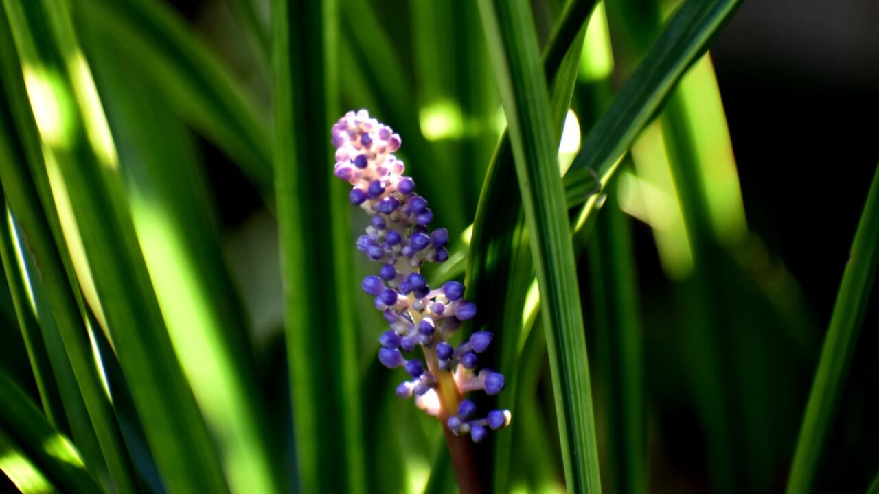 ヤブラン201909-6