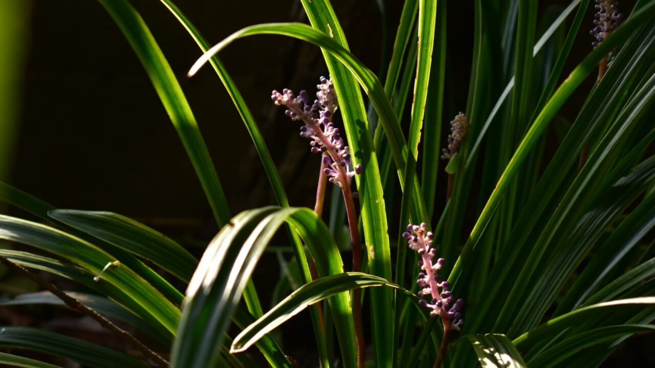 ヤブラン201909-7