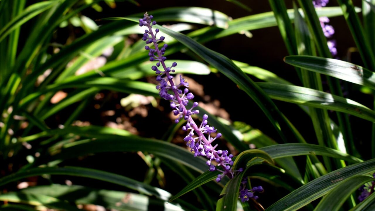 ヤブラン201909花の成長8