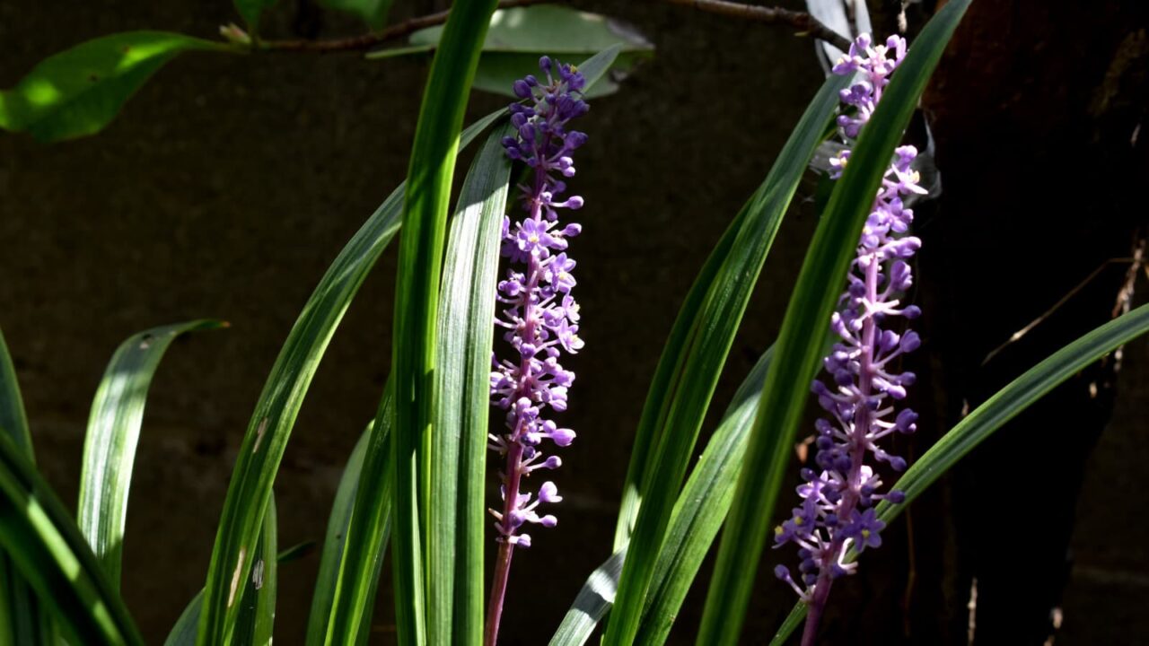 ヤブラン201909花の成長9