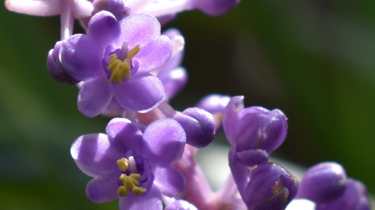 ヤブランの花201909（キャッチ画像）