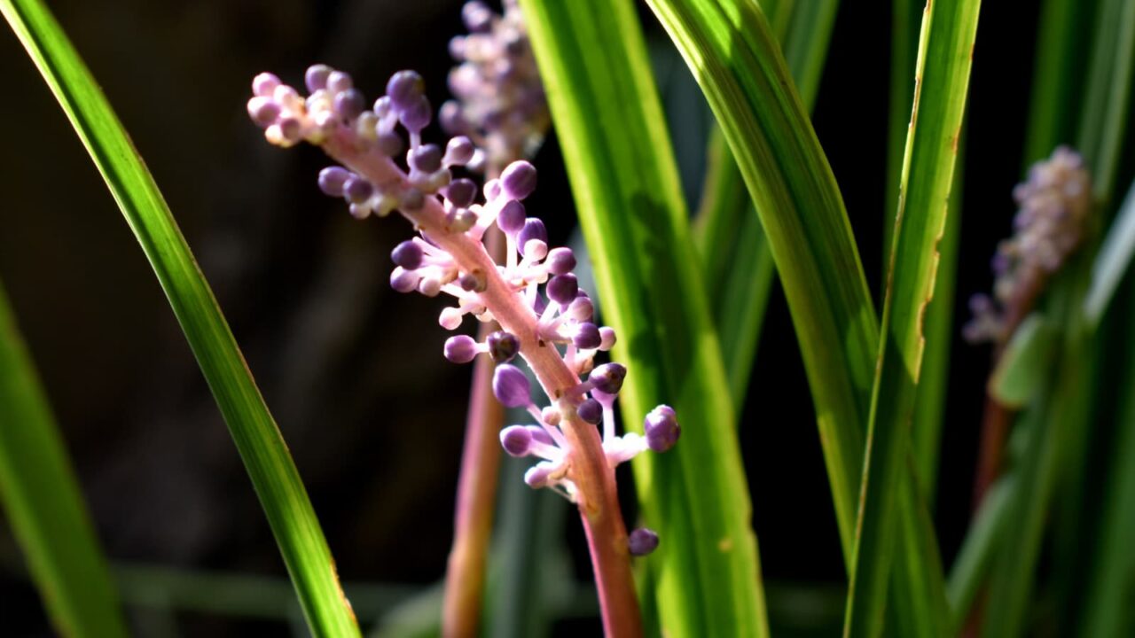 ヤブランの蕾201909-1