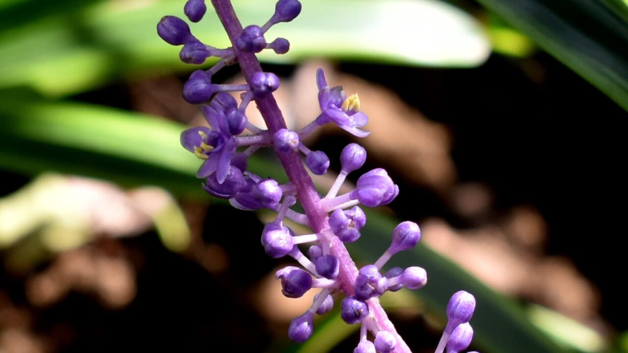 ヤブランの花201909（拡大）2