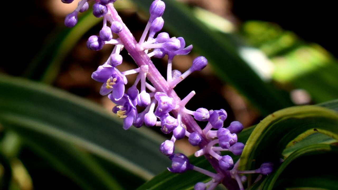 ヤブランの花201909（拡大）3