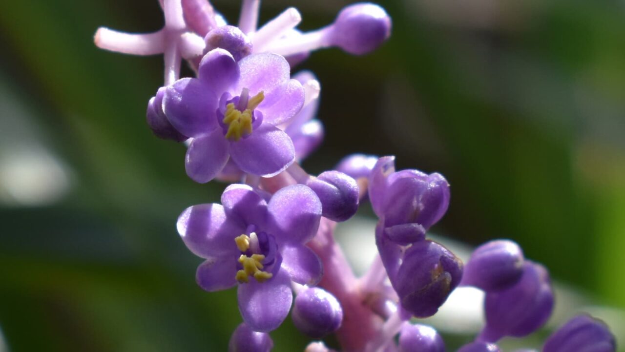 ヤブランの花201909（拡大）4