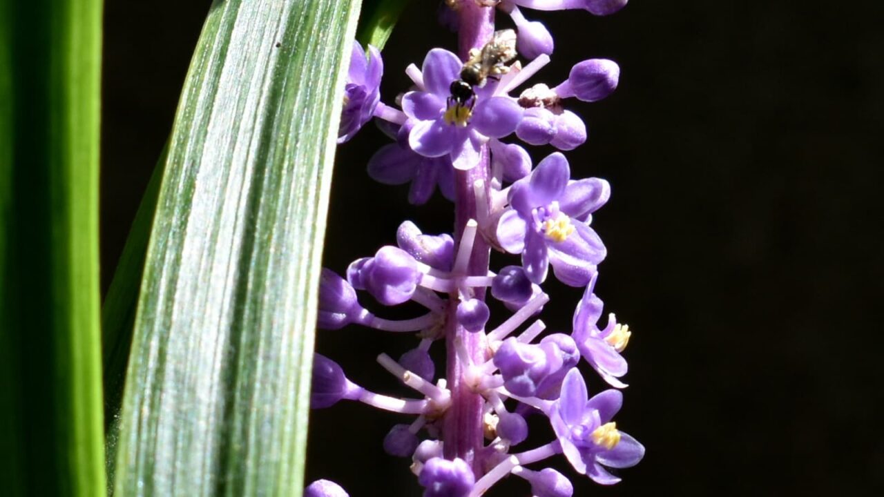 ヤブランの花に蜂201909