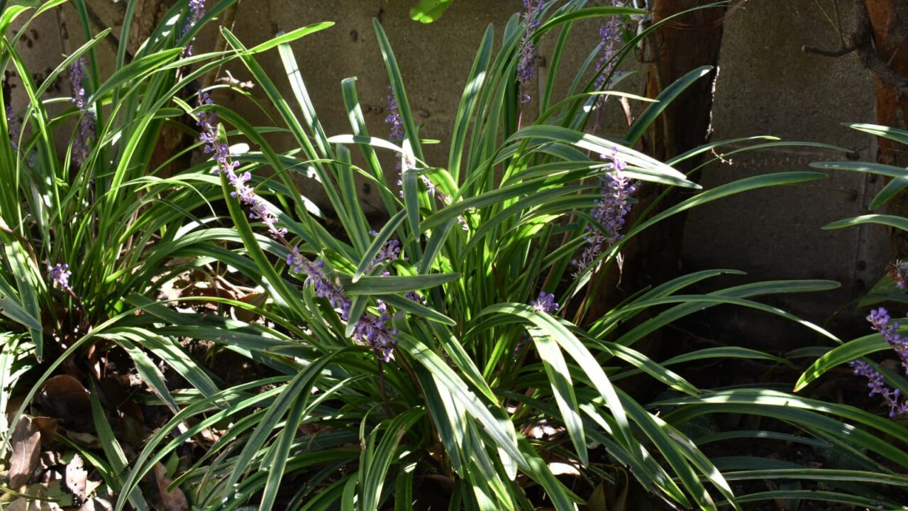 ヤブラン20191004-21