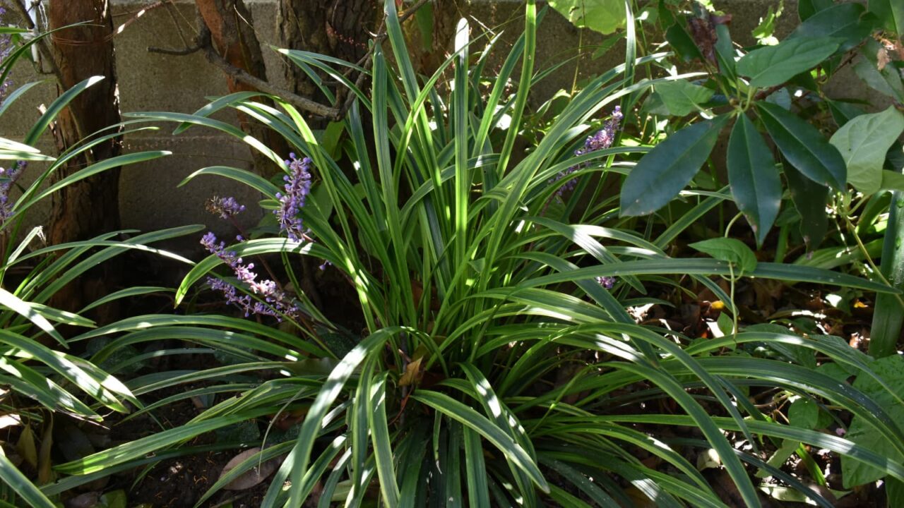 ヤブラン20191004-2