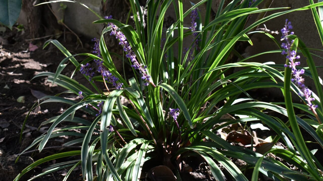 ヤブラン20191004-3