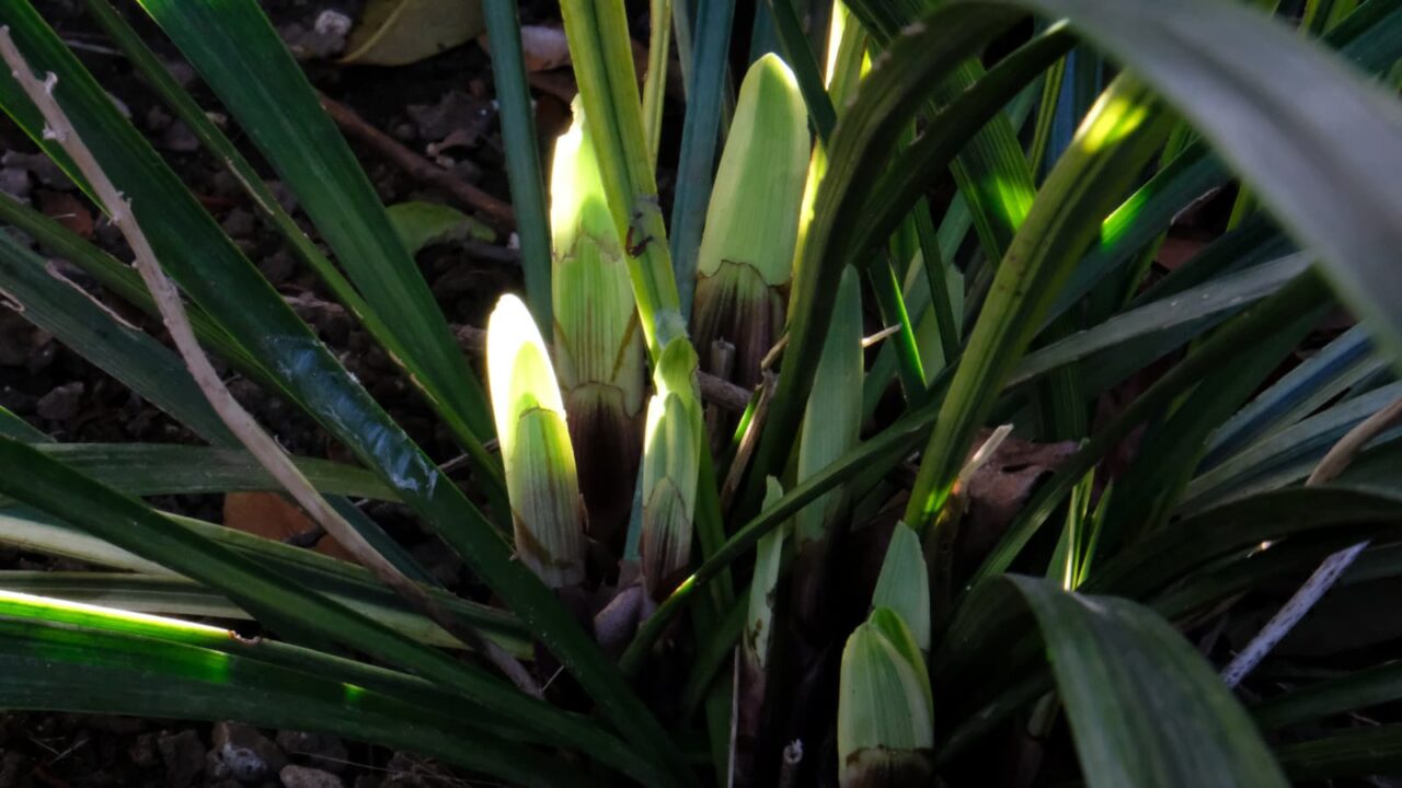 ヤブラン新葉成長（萌芽）20190421