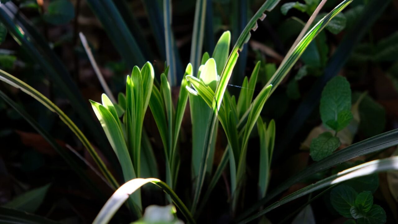 ヤブラン新葉成長(幼児)20190428-1