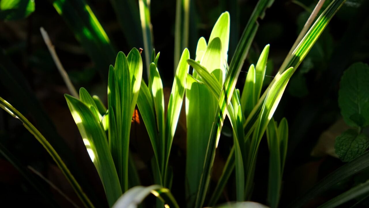 ヤブラン新葉成長(幼児)20190428-2