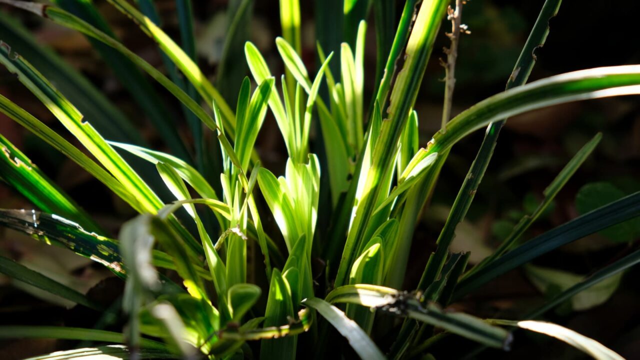 ヤブラン新葉成長(小学生)20190428-3