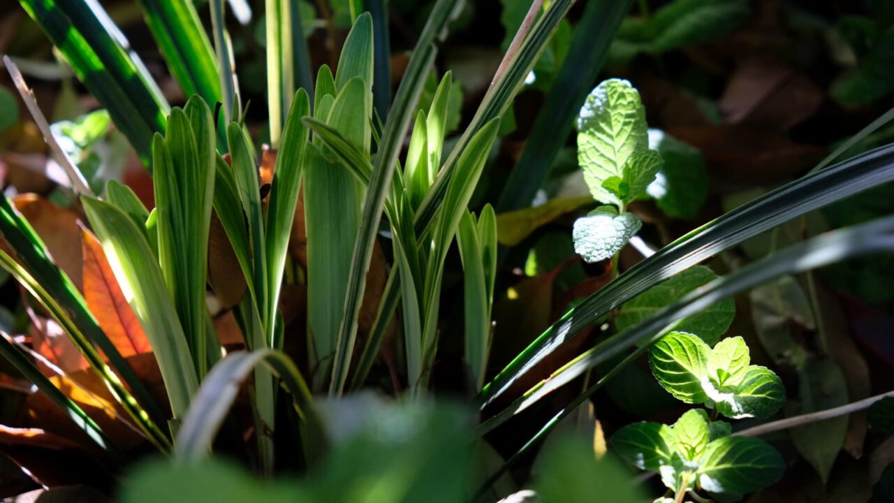 ヤブラン新葉成長(小学生)20190428-4