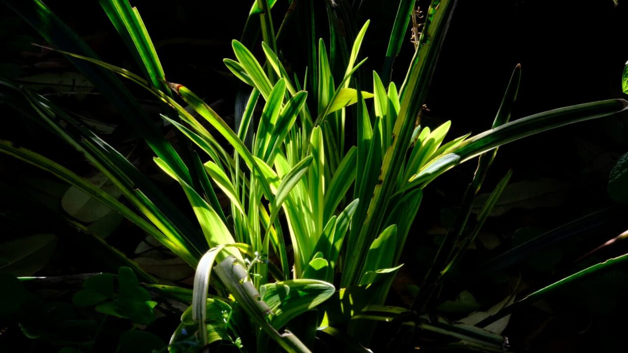 ヤブラン新葉成長(中学生)20190503-1