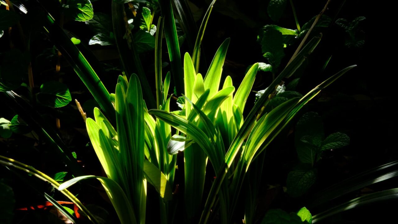 ヤブラン新葉成長(中学生)20190503-2