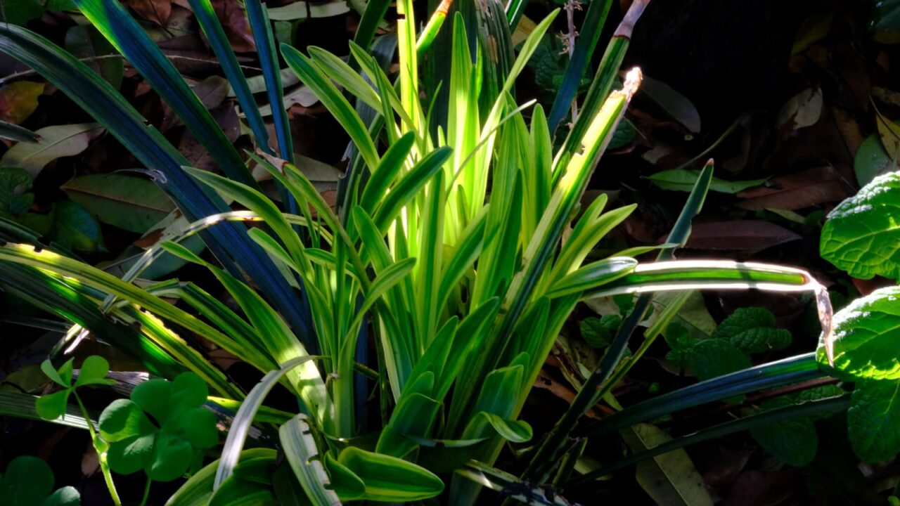 ヤブラン新葉成長(中学生)20190505-1