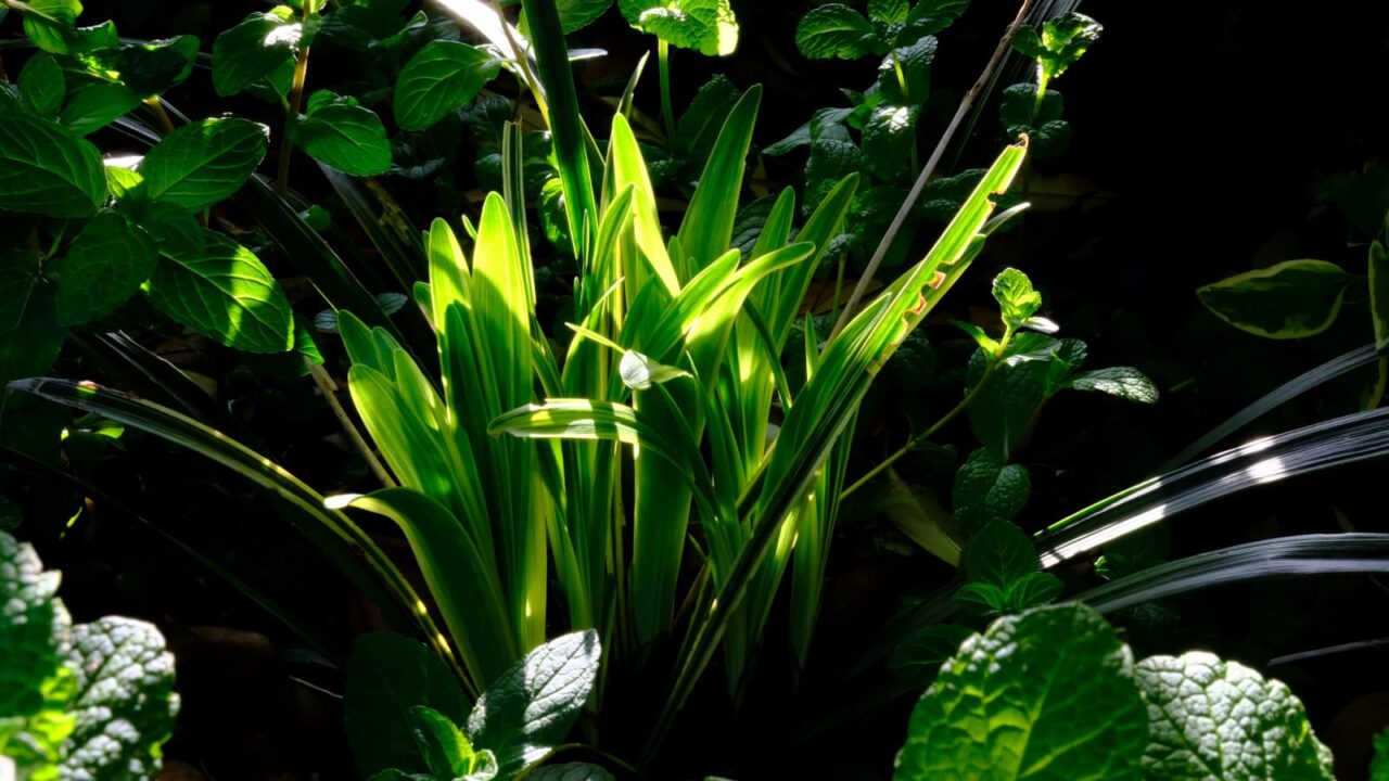 ヤブラン新葉成長(中学生)20190505-2