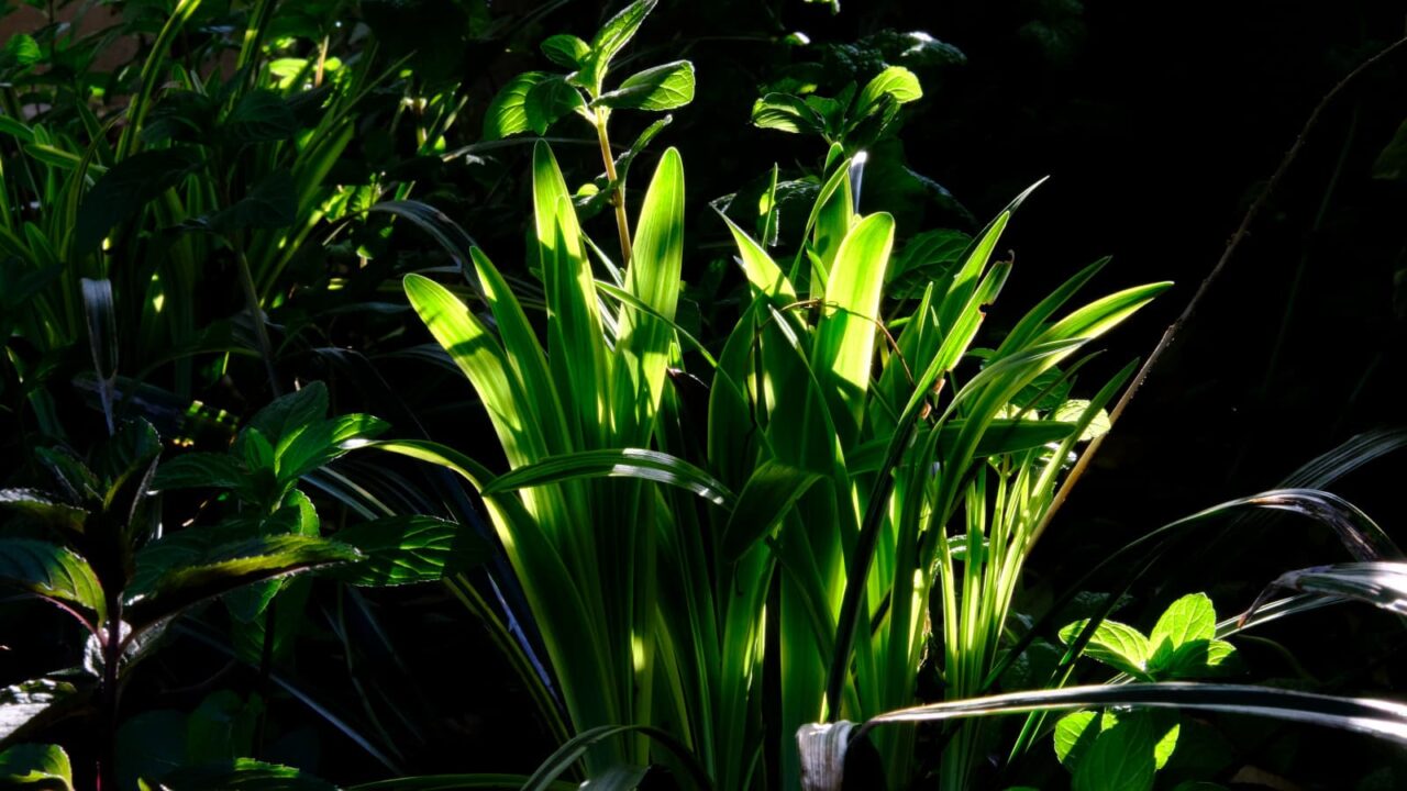 ヤブラン新葉成長(高校生)20190510-1