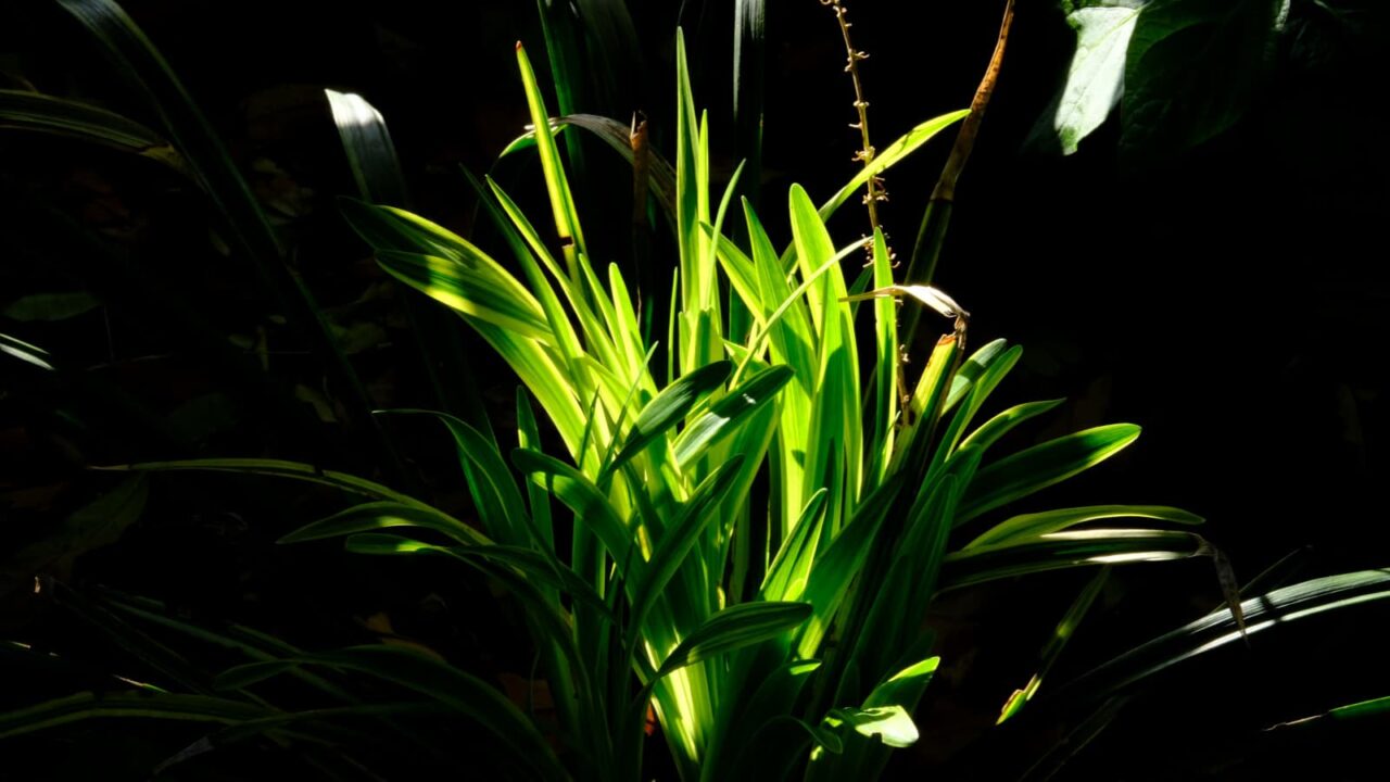 ヤブラン新葉成長(高校生)20190510-2