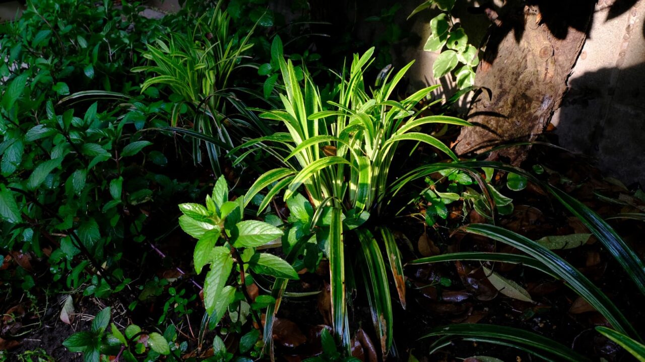 ヤブラン新葉成長(高卒)20190515