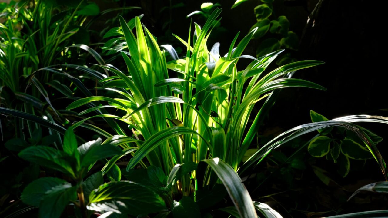 ヤブラン新葉成長(高卒)20190516-1