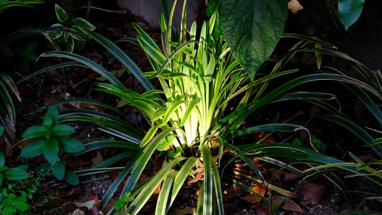 ヤブラン新葉成長(高卒)20190516-2