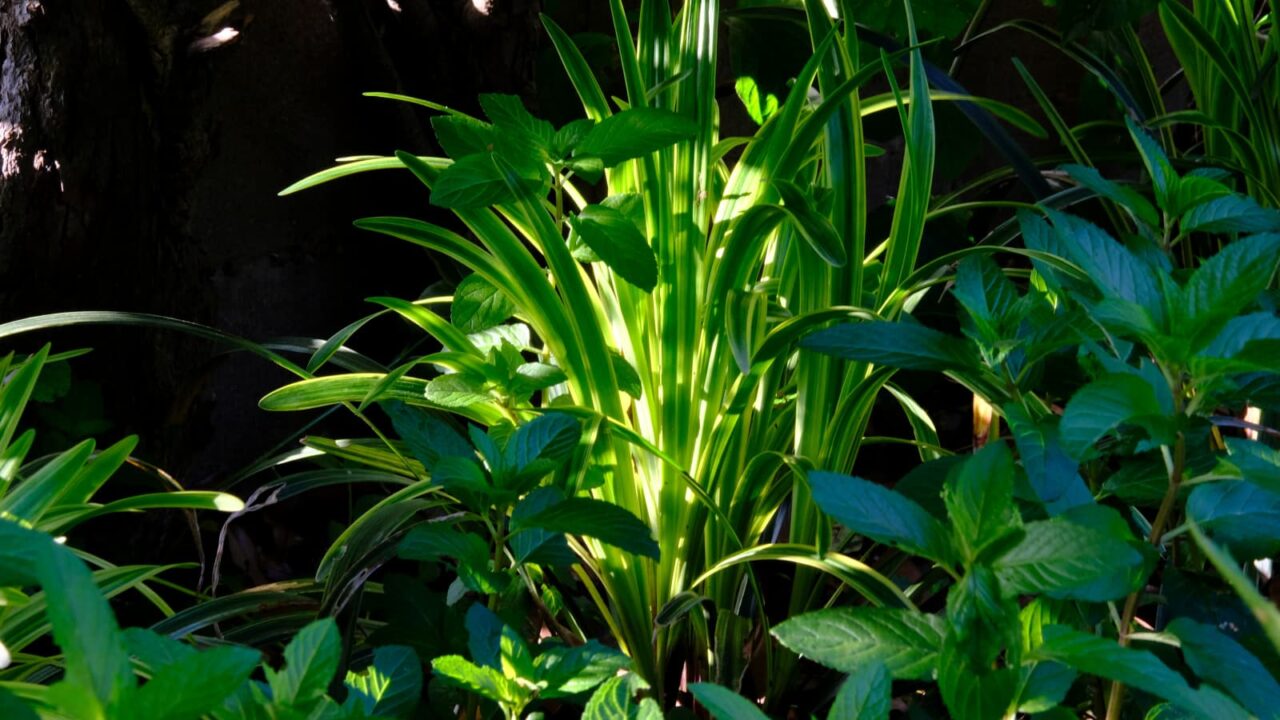 ヤブラン新葉成長(成人)20190525