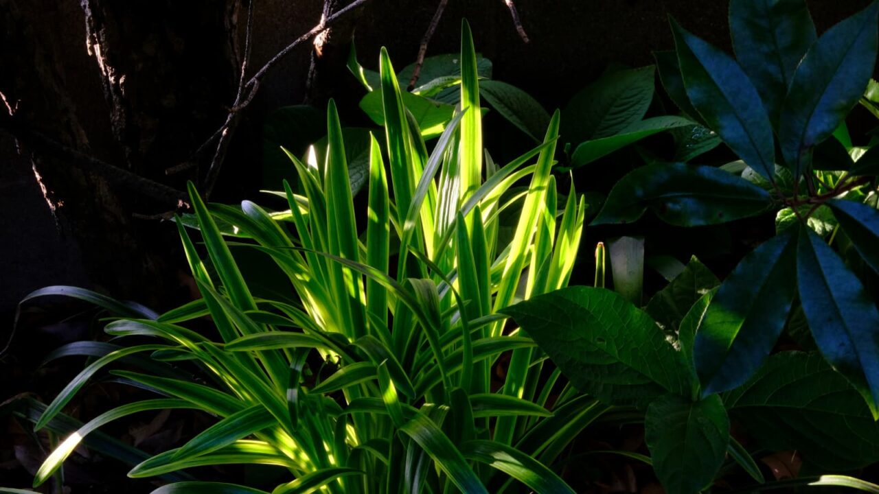 ヤブラン新葉成長(成人)20190527