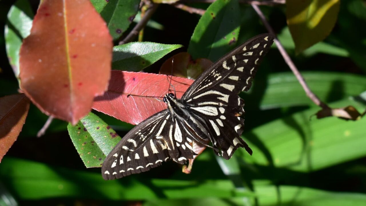 レッドロビンに破れアゲハ2020610-1