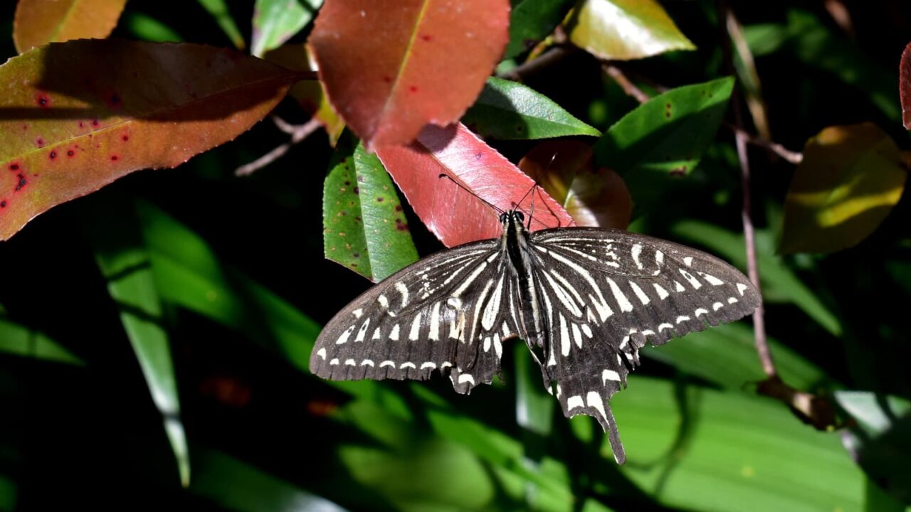 レッドロビンに破れアゲハ2020610-2