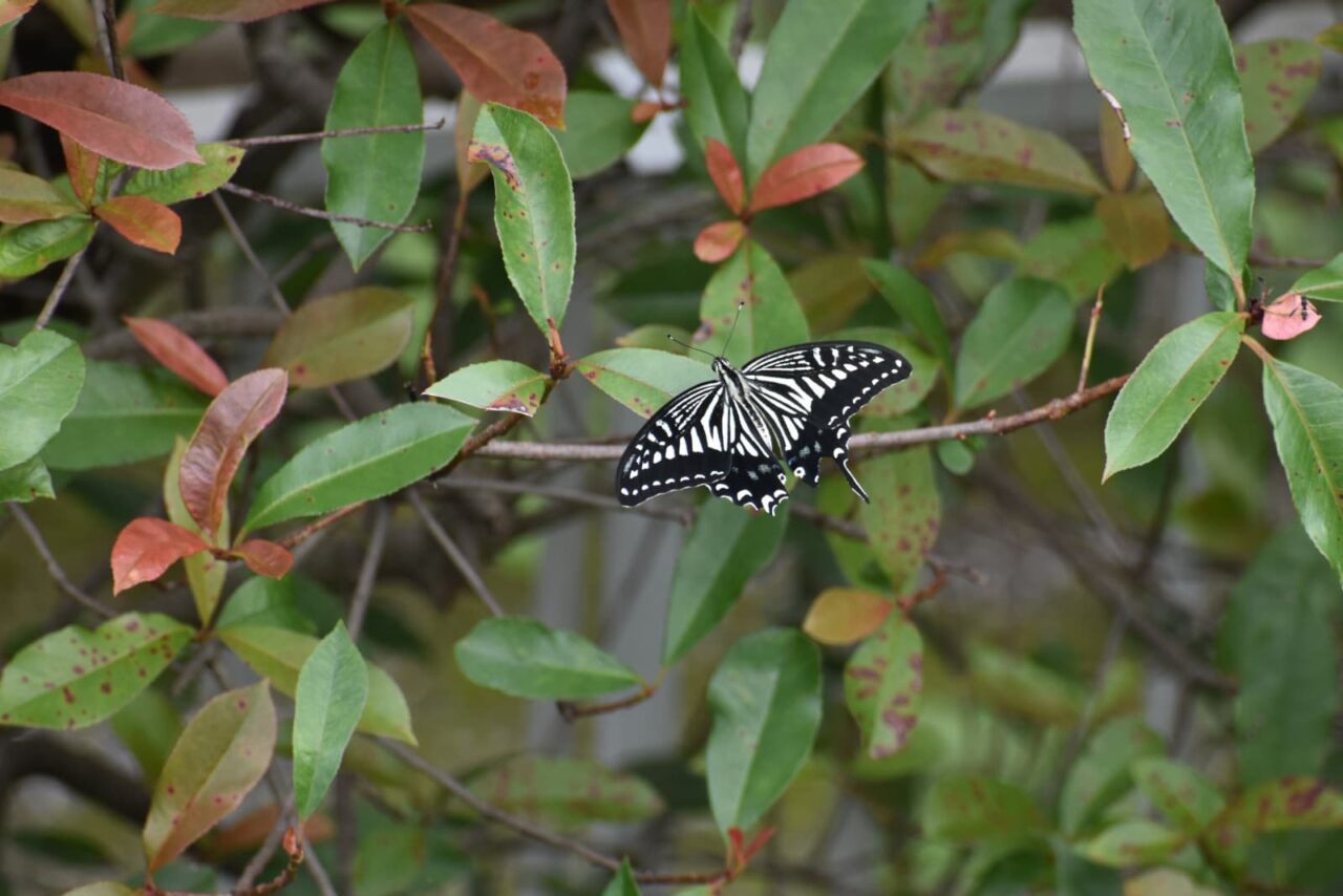 レッドロビンに破れアゲハ2020724-1