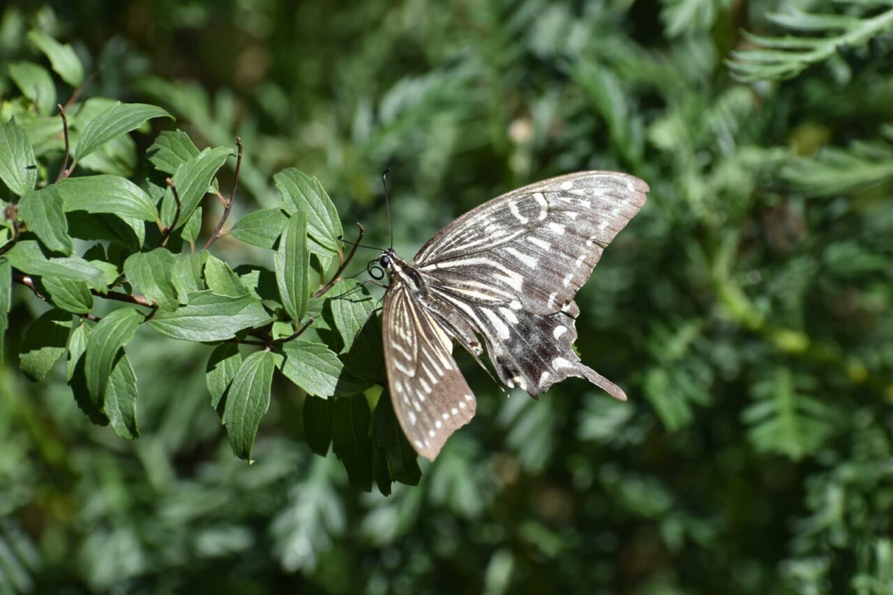 こでまりに破れアゲハ2020702-1