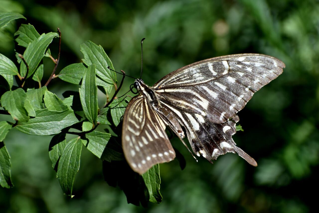 こでまりに破れアゲハ2020702-2
