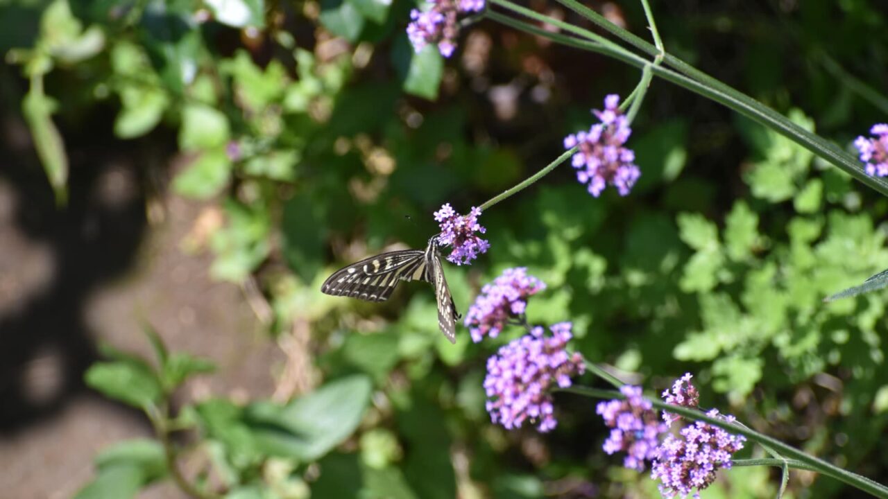 バーベナに破れアゲハ2020620-1