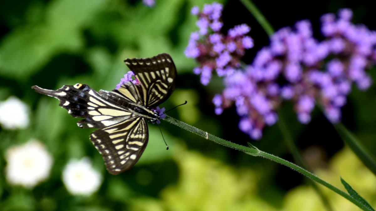 バーベナに破れアゲハ2020620-2