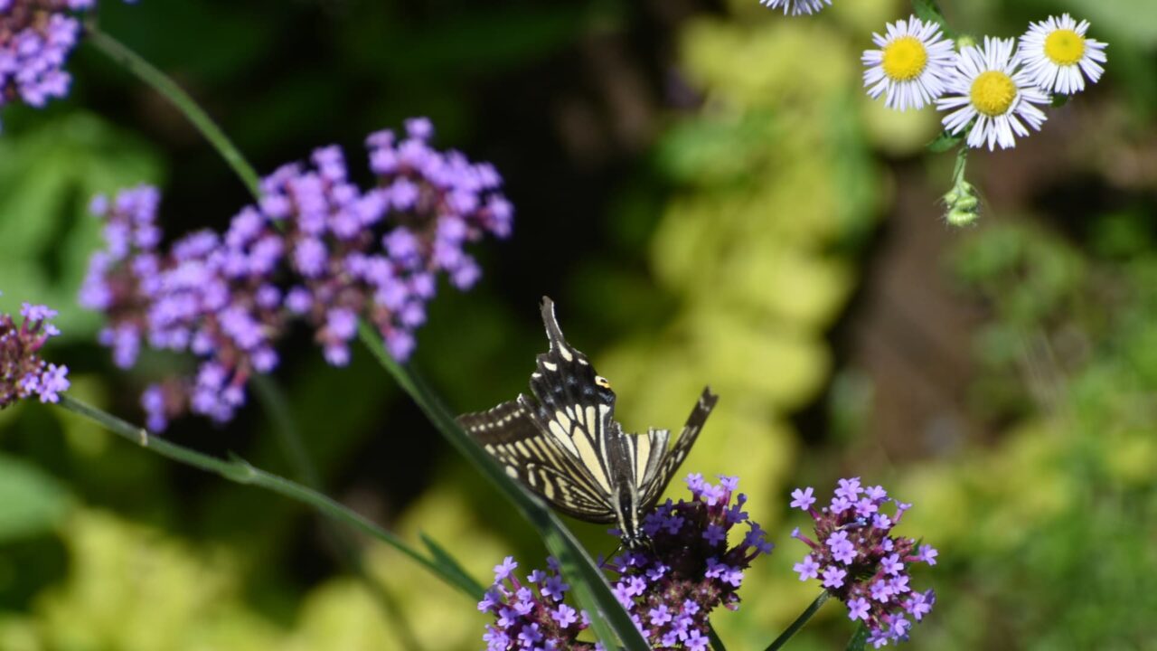 バーベナに破れアゲハ2020620-3